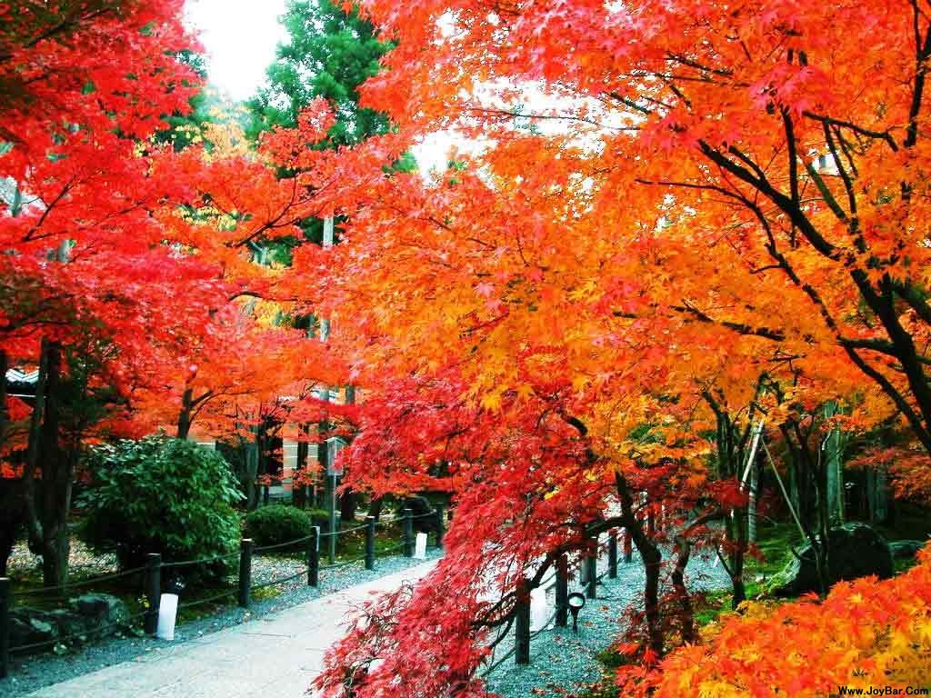 求一篇关于加拿大风俗习惯的作文?