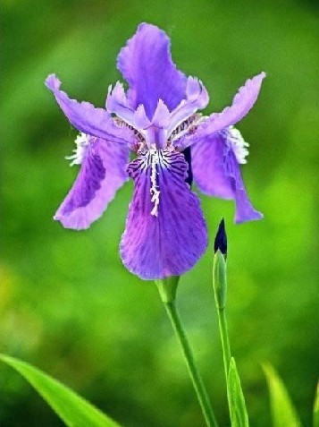 法国的风俗礼仪_礼仪社区_中国形象设计网